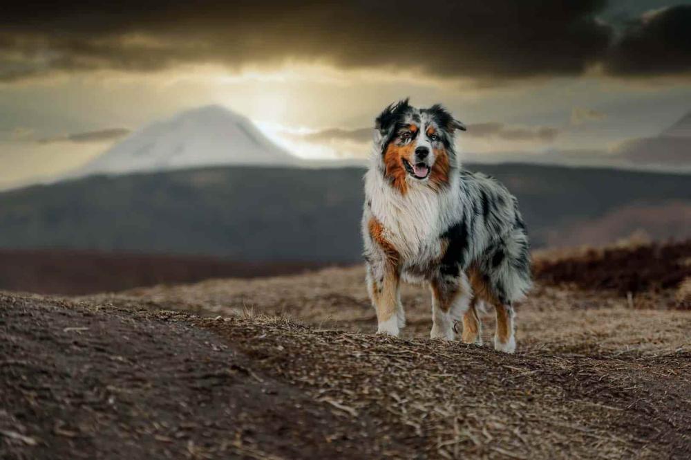 pension canine