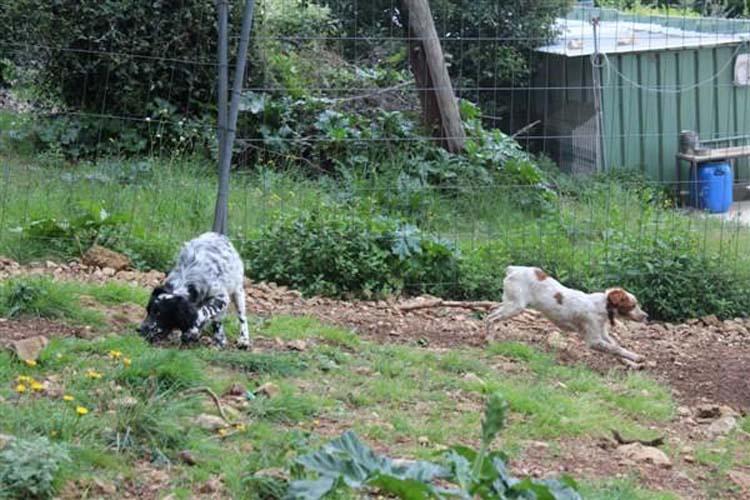 dressage de chien de chasse