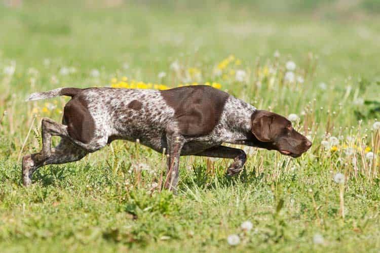 Dressage de chien de chasse près de Var