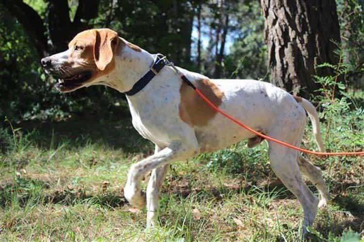 dressage de chien