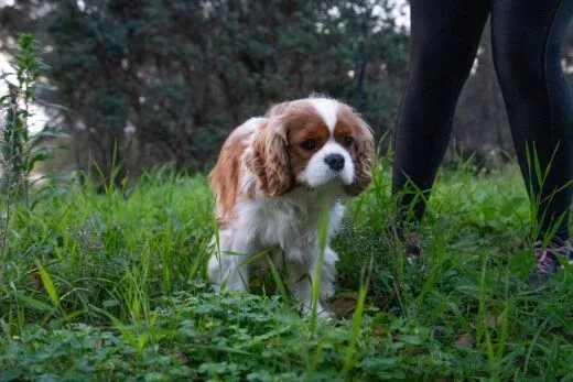 Garde de chien près de Var