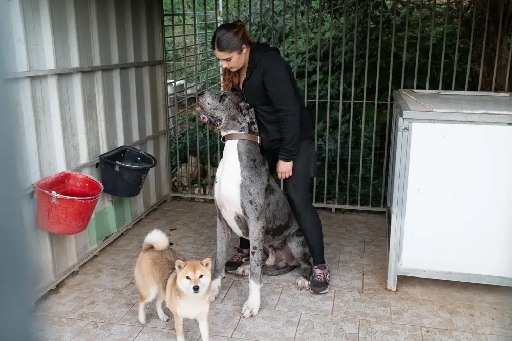 Pension canine près de Var